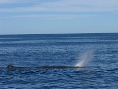 Sperm Whale Spray  Sperm Whale Spray